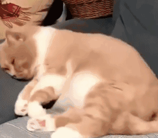 猫咪伸懒腰