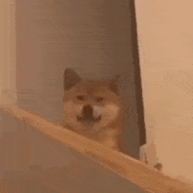 暗中观察的柴犬