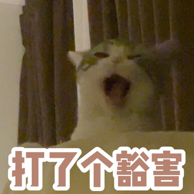 打了个豁害的猫咪