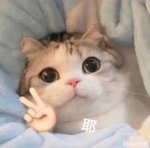 可爱猫咪比耶