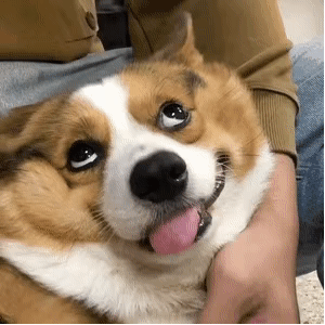 狗狗的可爱瞬间