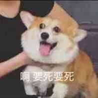 柯基要死要死