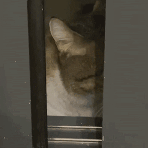 暗中观察的猫