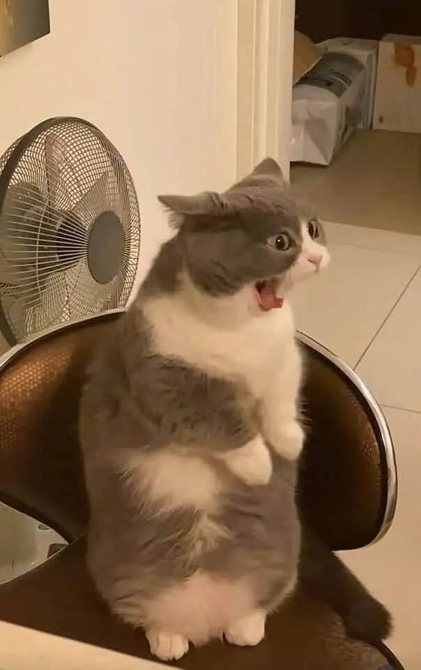 震惊的猫咪