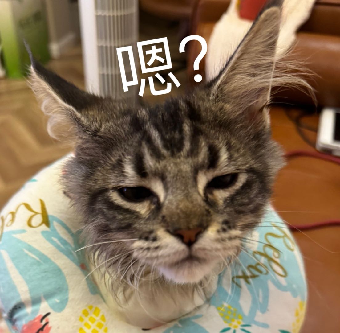 疑惑猫咪