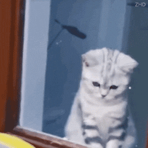 猫咪与飞虫