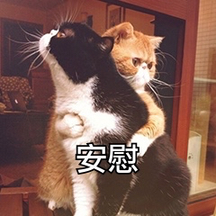猫咪安慰