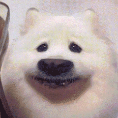 狗狗的震惊表情