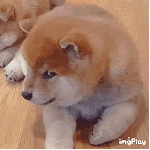 无辜的狗狗