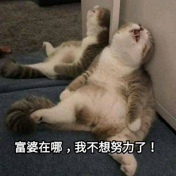 躺平猫