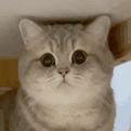 猫咪的凝视