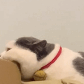 猫咪的无奈