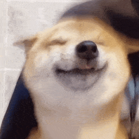 柴犬狂笑