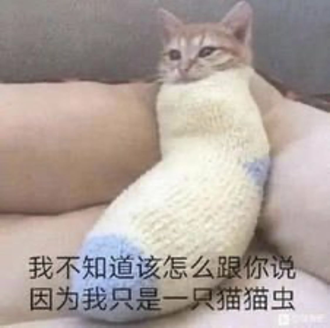 猫猫虫的无奈
