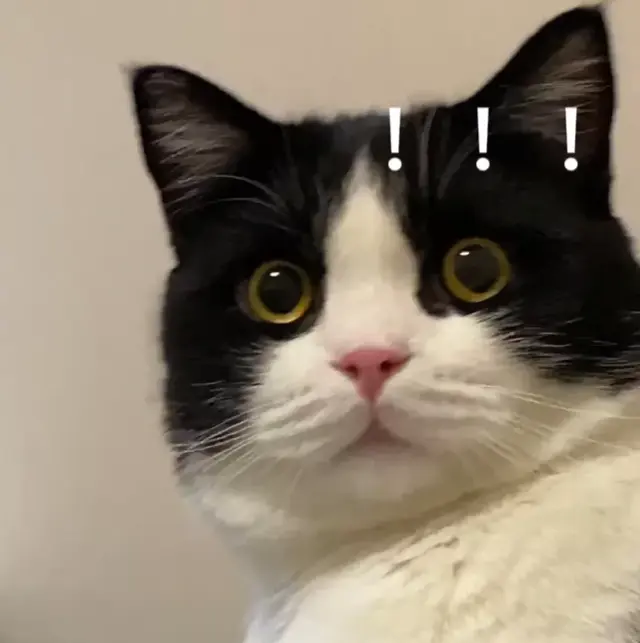 震惊猫
