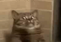 震惊猫