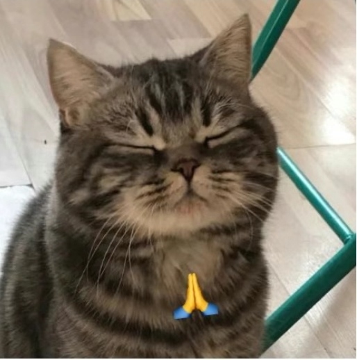 佛系猫咪