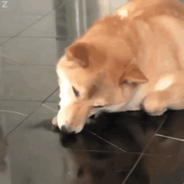 狗狗舔地板