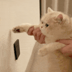 猫咪玩手机