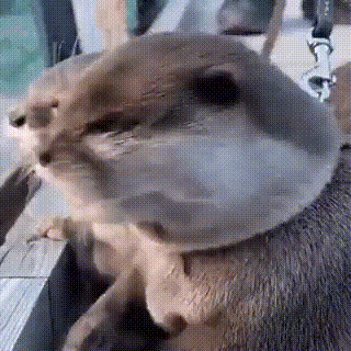 猫咪洗脸