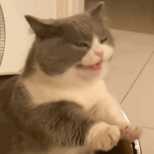 猫咪的魔性笑容