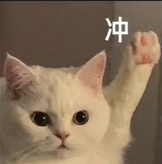 猫咪加油