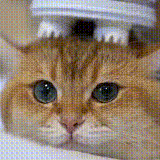 猫咪的凝视