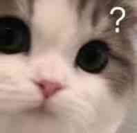 猫咪问号脸