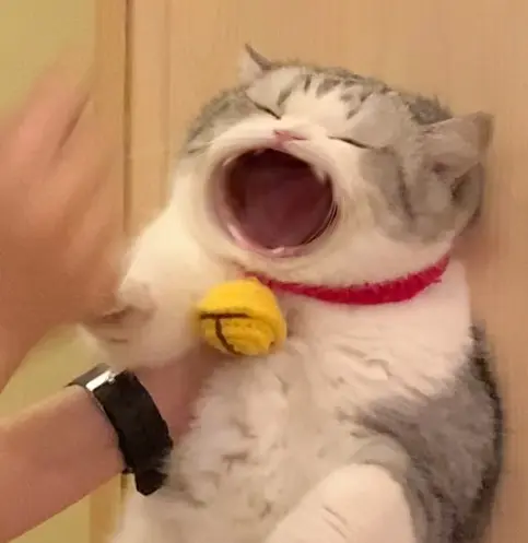猫咪张大嘴巴的表情包