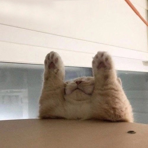 猫咪躺平