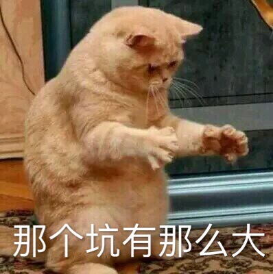 震惊猫的坑