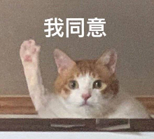 我同意的猫咪