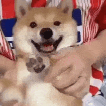 柴犬比心