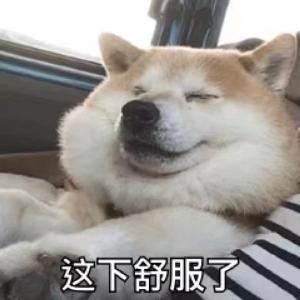享受中的柴犬