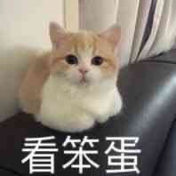 看笨蛋小猫