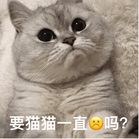 要一直猫猫吗？