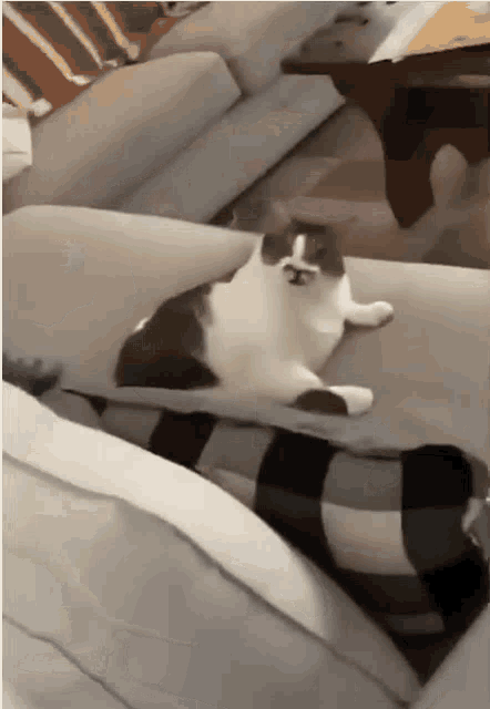 猫咪的悠闲时光