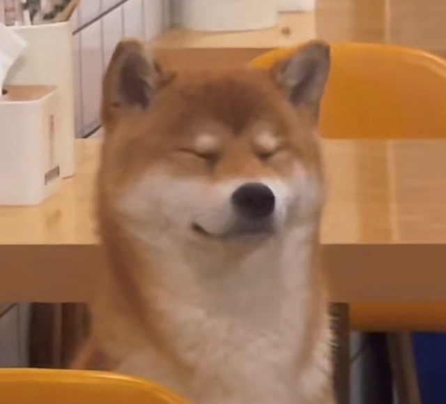 柴犬的迷之微笑