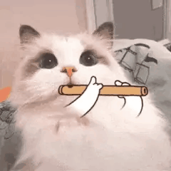 猫咪叼木棍