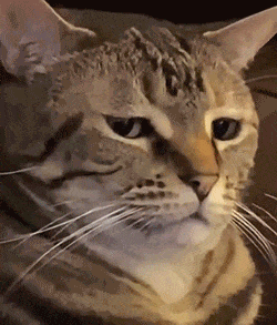 猫咪无奈脸