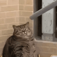 震惊的猫
