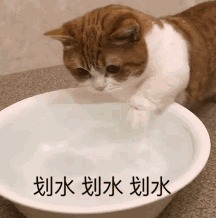 猫咪划水