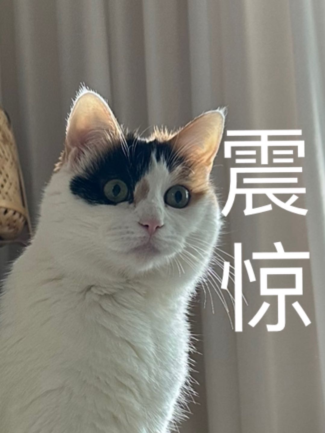 震惊猫咪