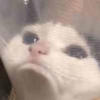 震惊猫