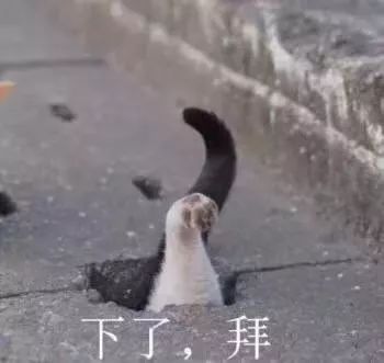 猫咪拜拜