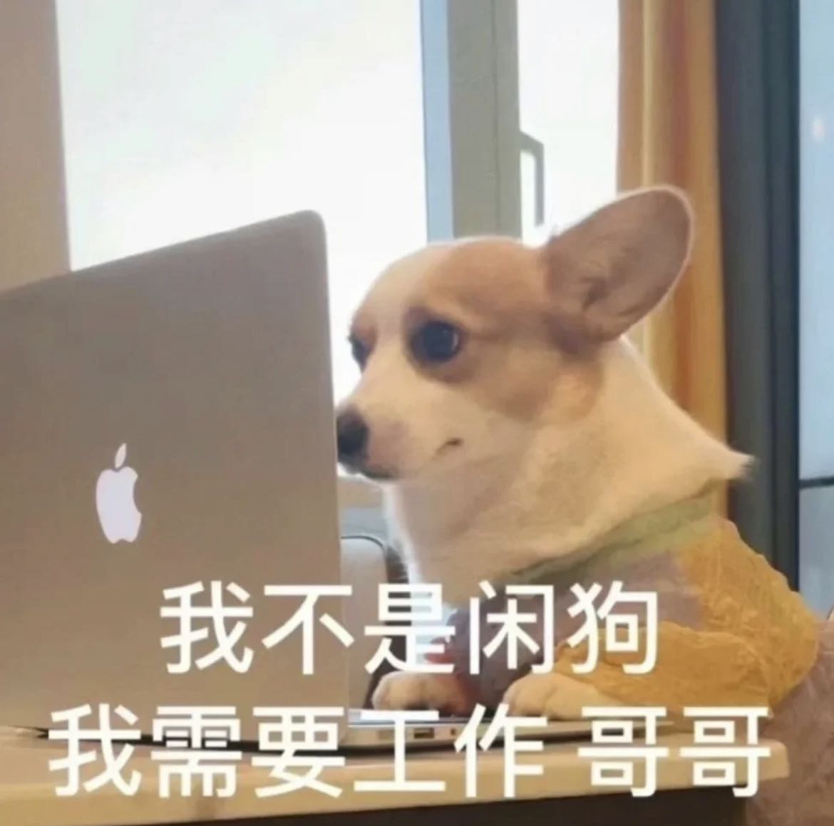 我不是闲狗，我需要工作