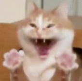 震惊猫
