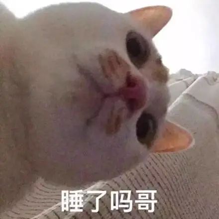 猫咪问候表情包