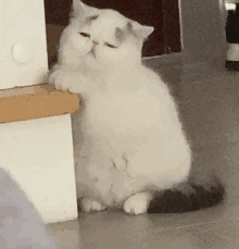 慵懒的猫咪