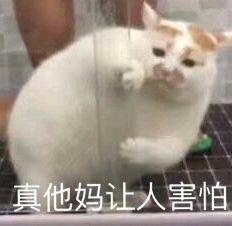害怕的猫咪
